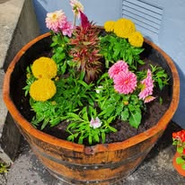 Irish Whiskey Barrel Planter